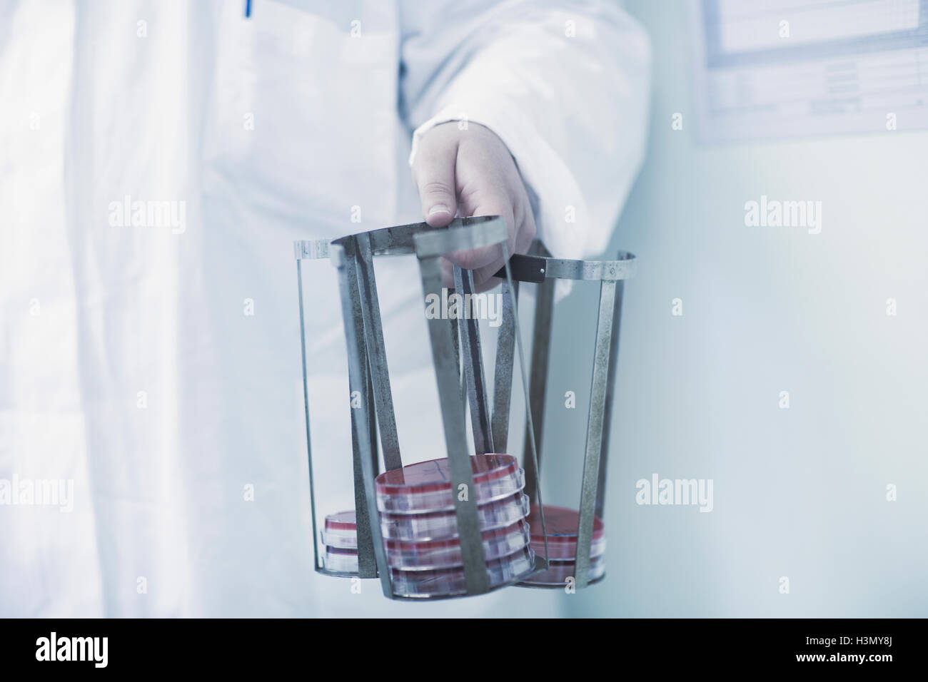 Scientist carrying rack with petri dishes in laboratory Stock Photo Alamy
