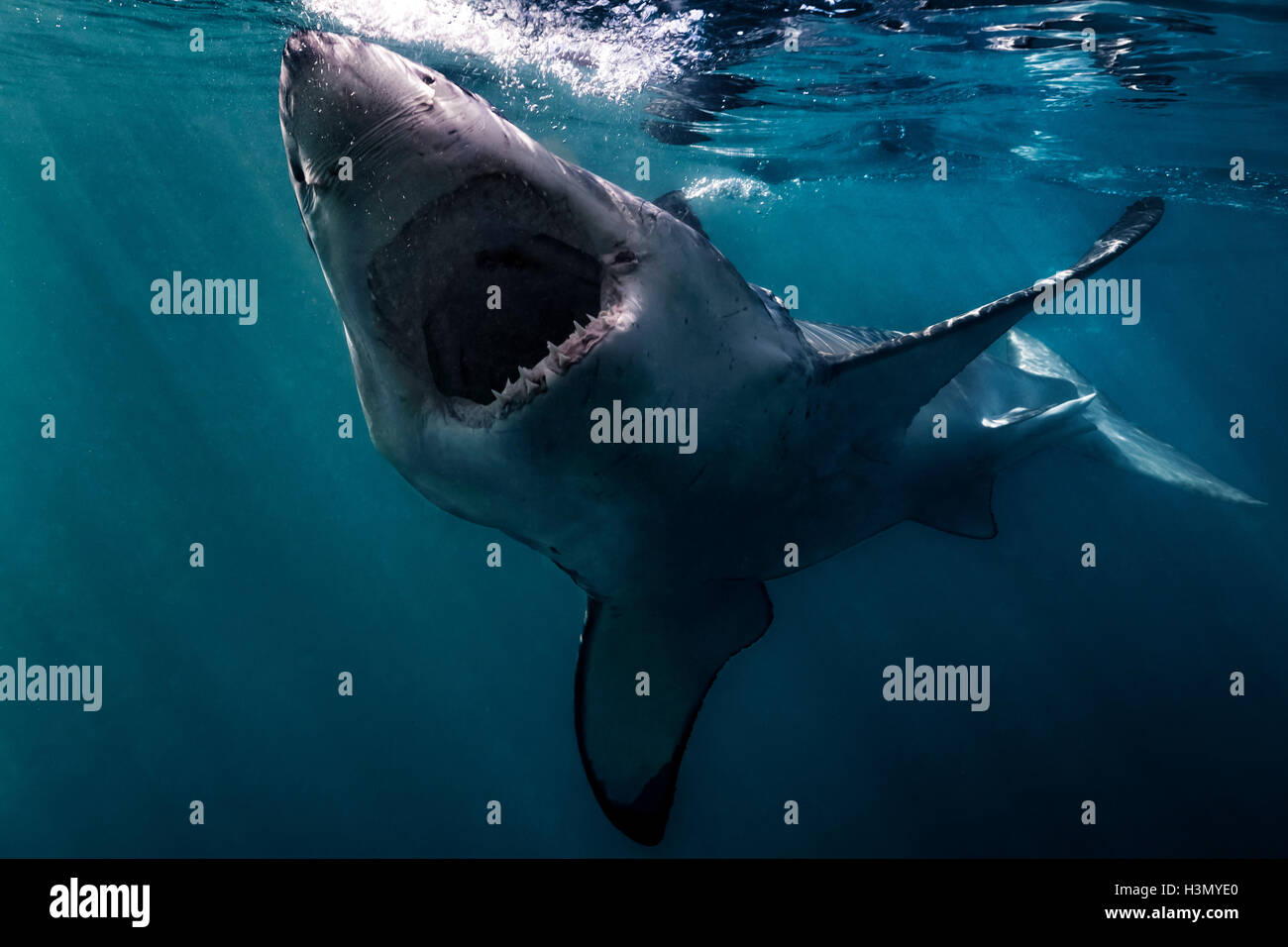 Great White Shark (Carcharodon Carcharias) swimming near surface of ocean, Gansbaai, South Africa Stock Photo