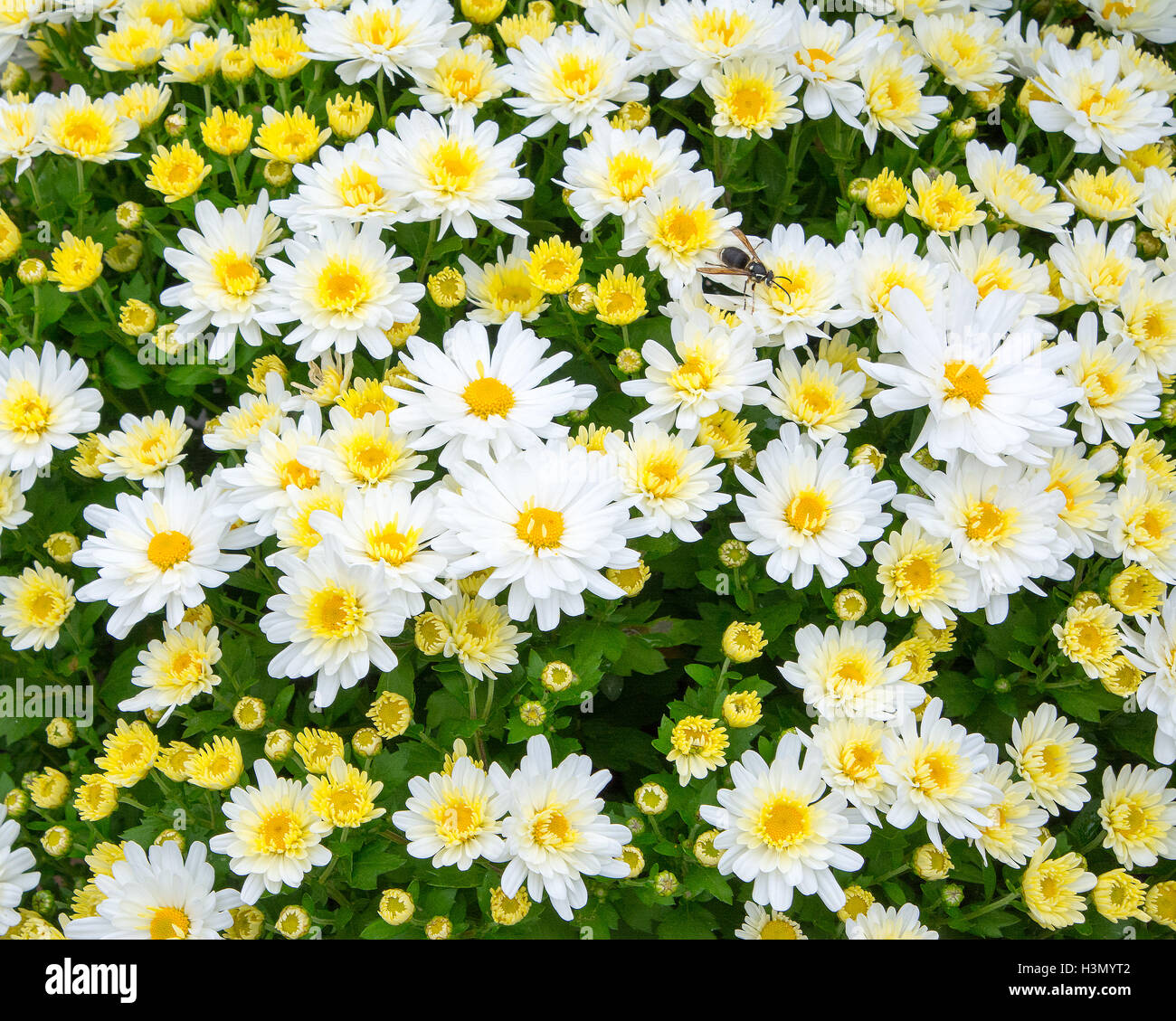 White and Yellow flowers Stock Photo Alamy