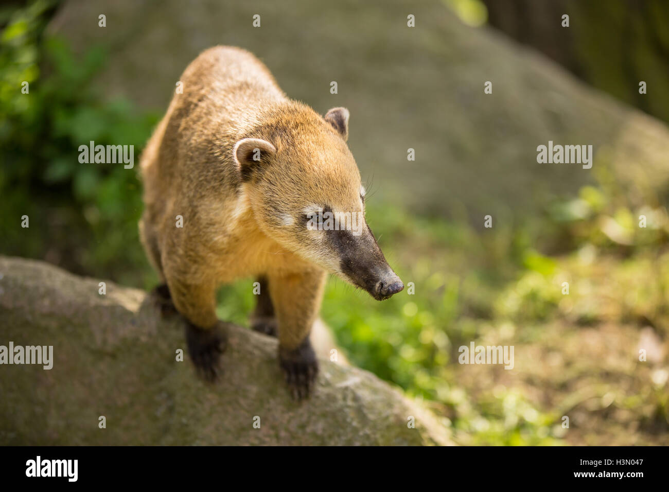 Coatimundi mexico mammal long tail hi-res stock photography and images - Alamy Coatimundi mexico mammal long tail hi-res stock photography and images - Alamy