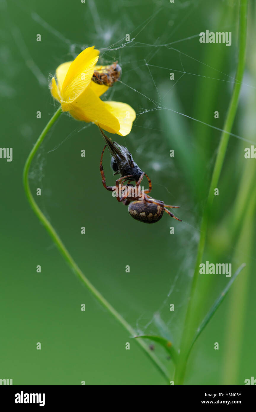 Spider close up Stock Photo - Alamy