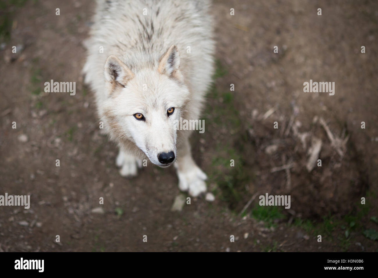 Arctic Wolf (Canis lupus arctos) aka Polar Wolf or White Wolf - Stock Photo