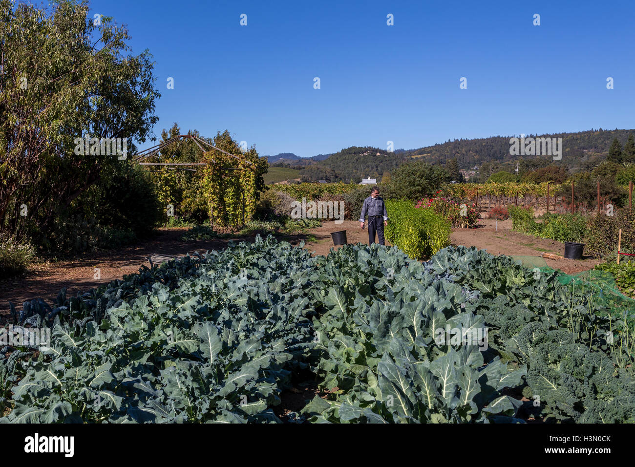 culinary garden, Frog’s Leap Winery, Frogs Leap Winery, Frogs Leap, Rutherford, Napa Valley, Napa County, California Stock Photo