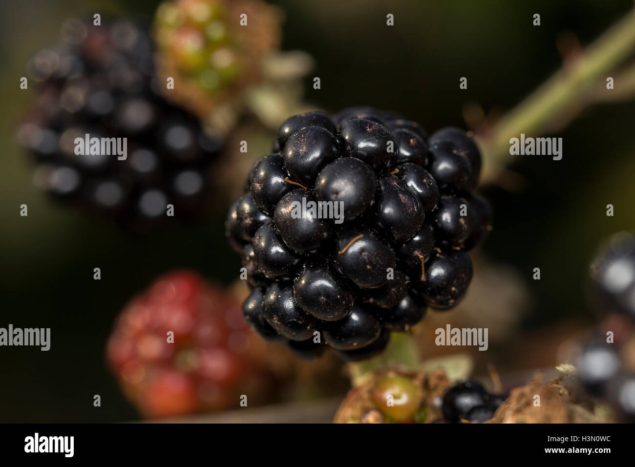 Blackberries growing on bush Stock Photo Alamy