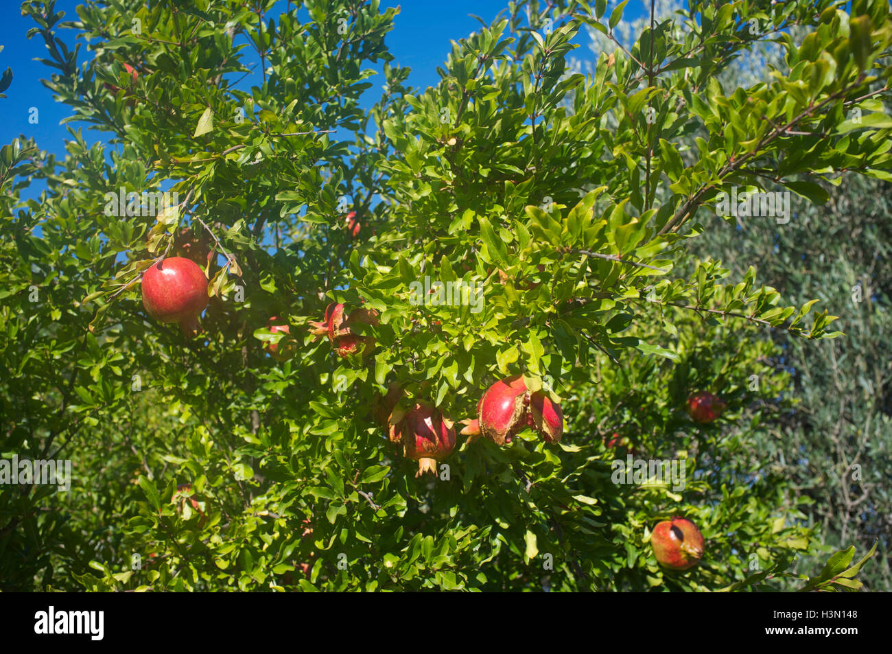 Pomegranates growing on tree Stock Photo
