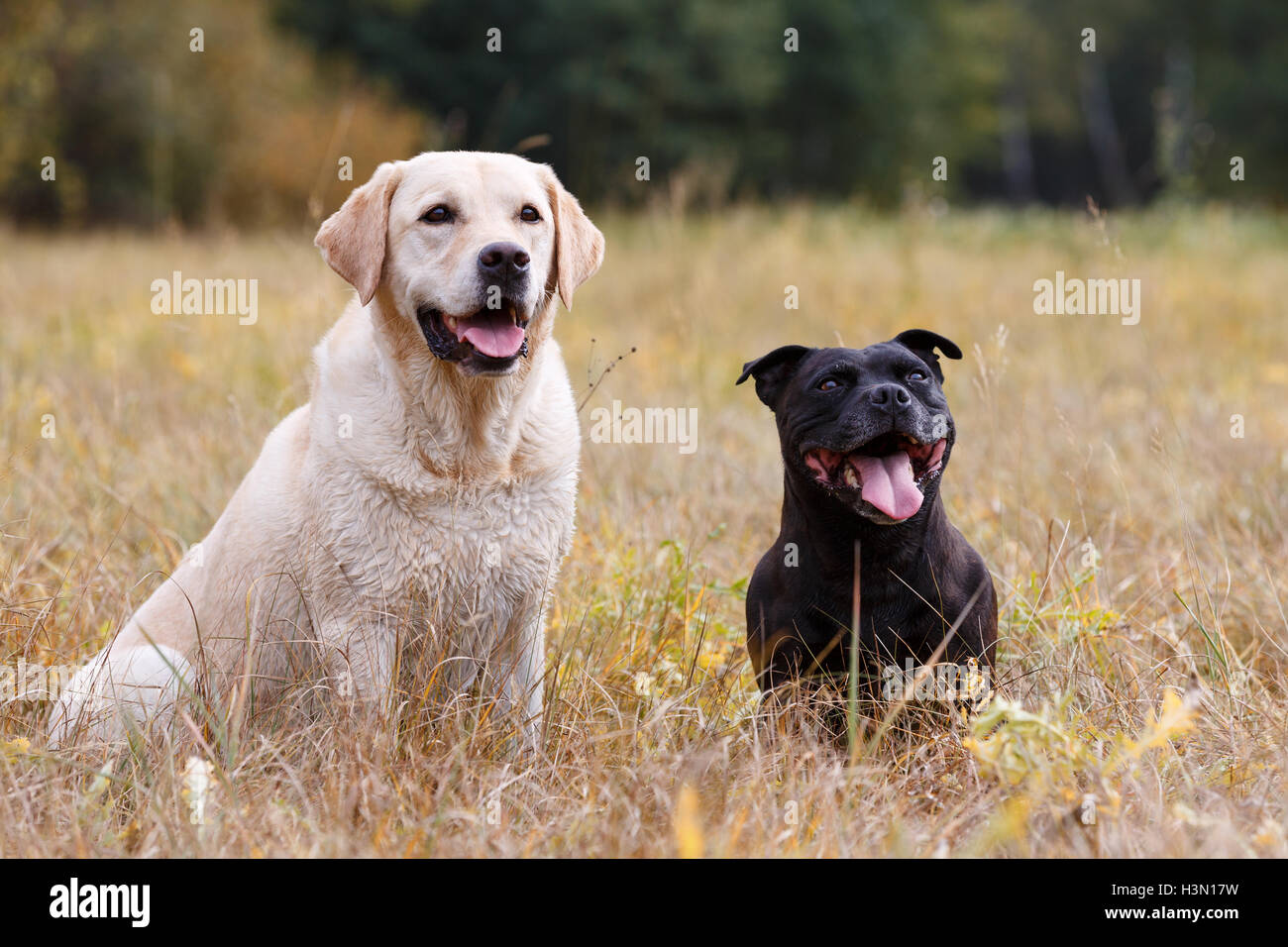Two dogs of various breeds sitting on autumn meadow Stock Photo