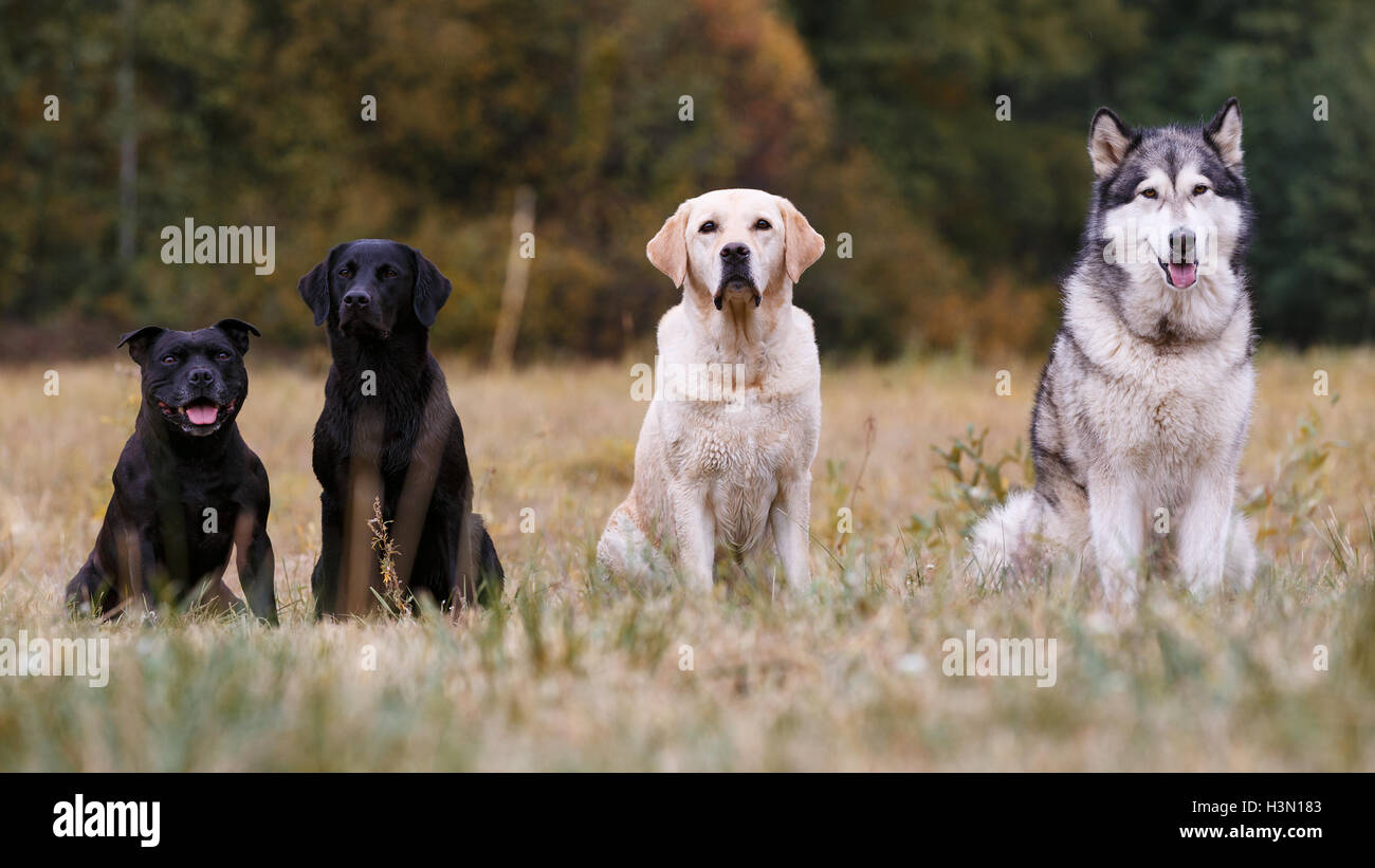 Various breeds of dogs sitting on autumn meadow Stock Photo