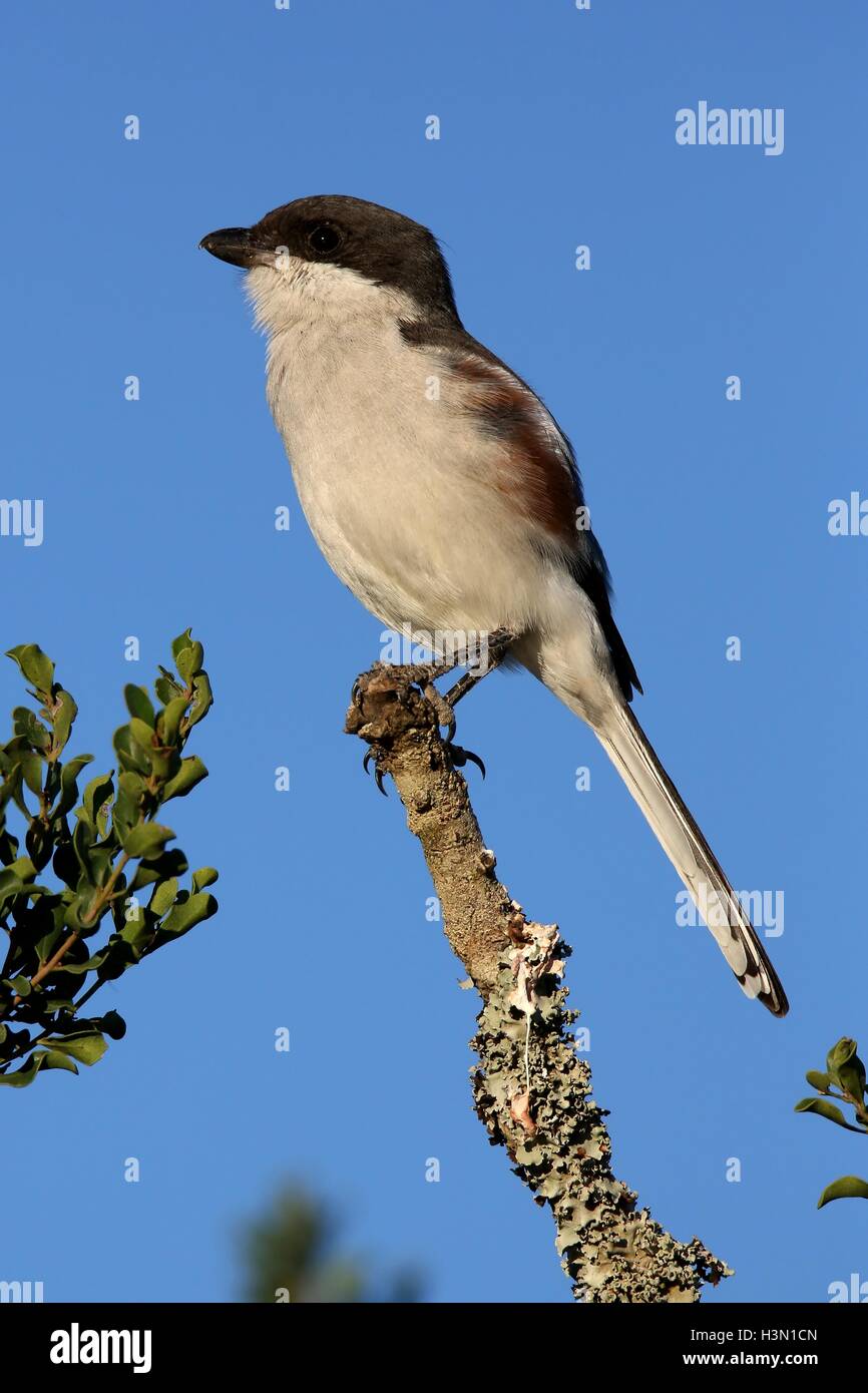 Female Fiscal Shrike bird Stock Photo