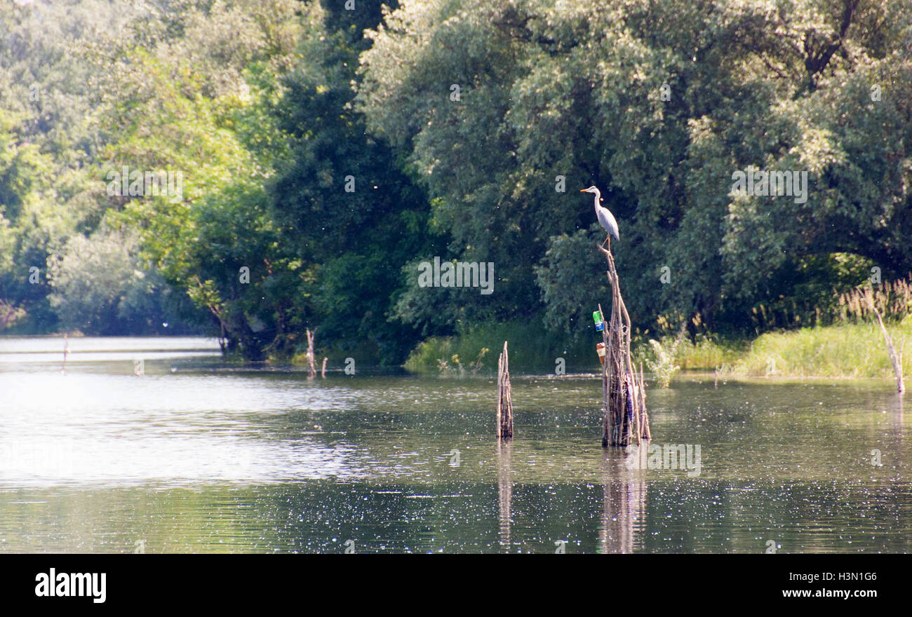 A gray heron sits on a stick while the other hides in the grass of the photographer Stock Photo