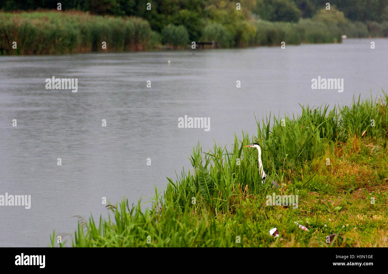 A gray heron sits on a stick while the other hides in the grass of the photographer Stock Photo