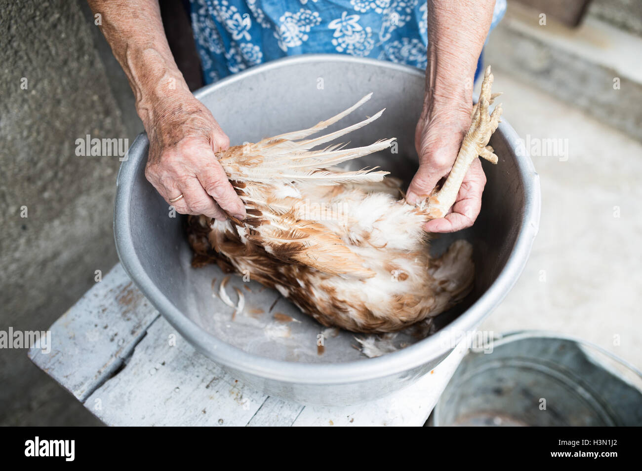 Woman Slaughtering Chickens