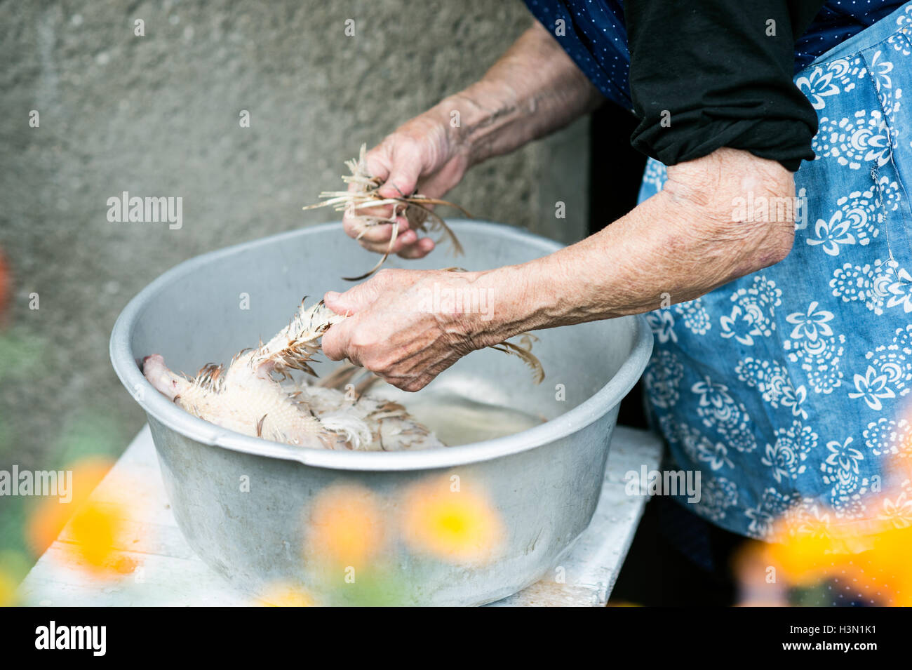 Woman Slaughtering Chickens Woman Slaughtering Chickens