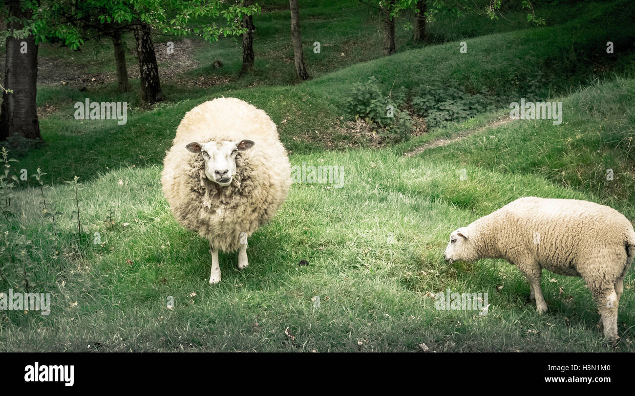 Sheep grazing in a hilly pasture in west Belgium Stock Photo