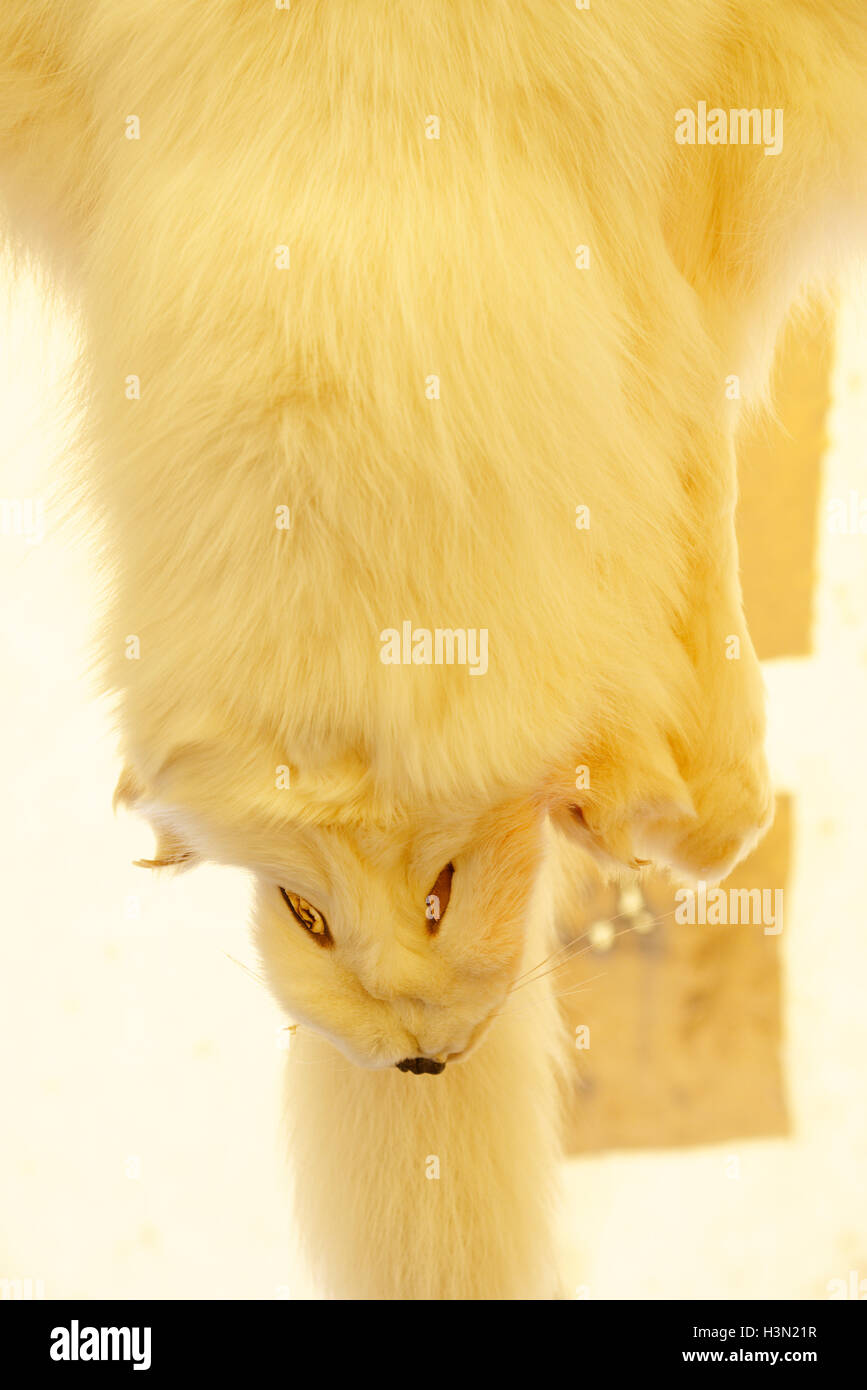 Arctic fox skin in an amerindian wigwam in Kouchibouguac National Park New Brunswick Canada Stock Photo