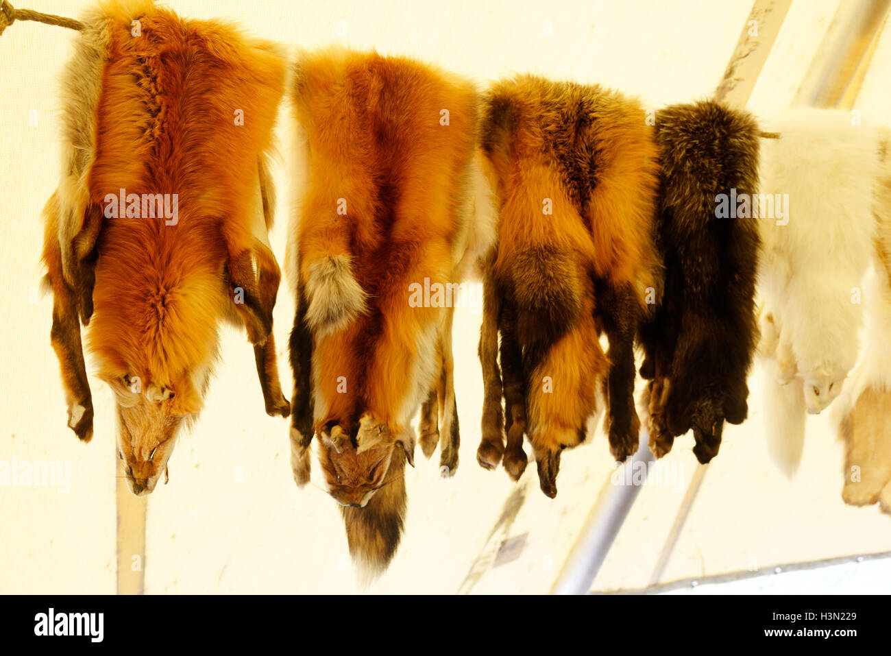 Fox skins in an amerindian wigwam in Kouchibouguac National Park New Brunswick Canada Stock Photo
