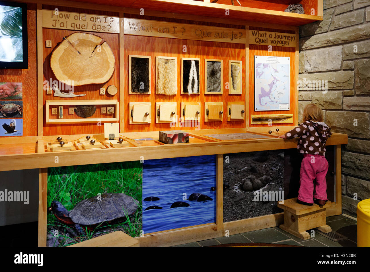 A little girl looking at the interactive museum exhibits in Kouchibouguac National Park visitors centre, New Brunswick Canada Stock Photo