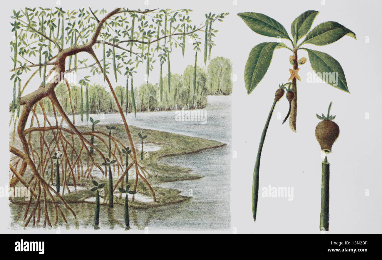 Rhizophora mucronata, loop-root mangrove, red mangrove or Asiatic mangrove, historical illustration, 1880 Stock Photo