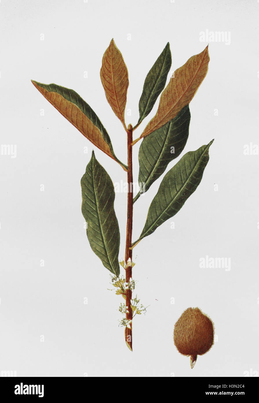 Palaquium gutta is a tree in the Sapotaceae family, historical illustration, 1880 Stock Photo