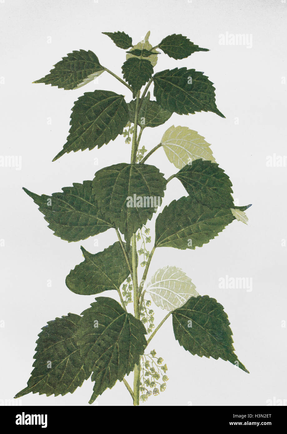 true ramie, China grass, Chinese plant, white ramie, Boehmeria nivea, historical illustration, 1880 Stock Photo