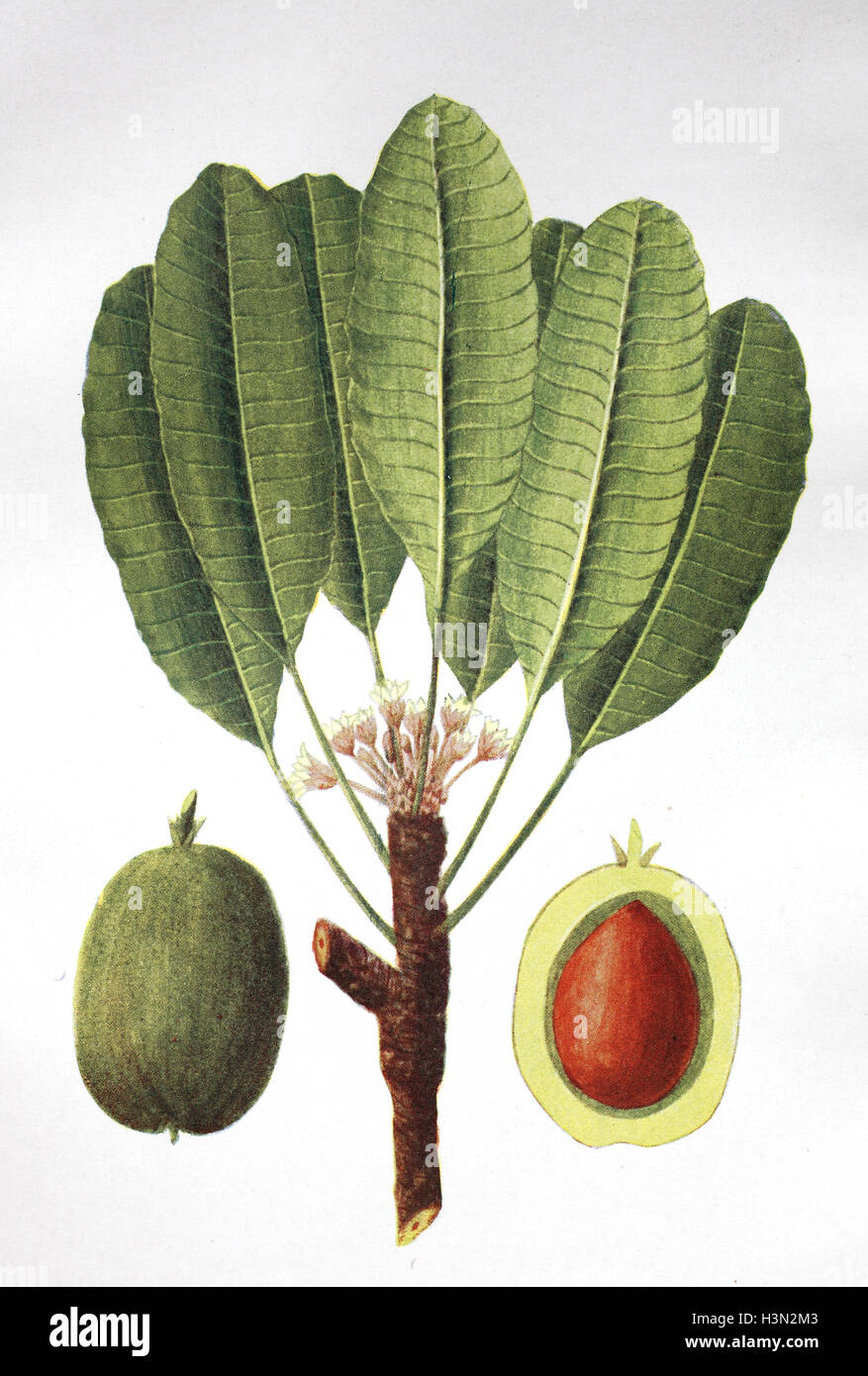 Vitellaria paradoxa, formerly Butyrospermum parkii, commonly known as shea tree, shi tree, historical illustration, 1880 Stock Photo