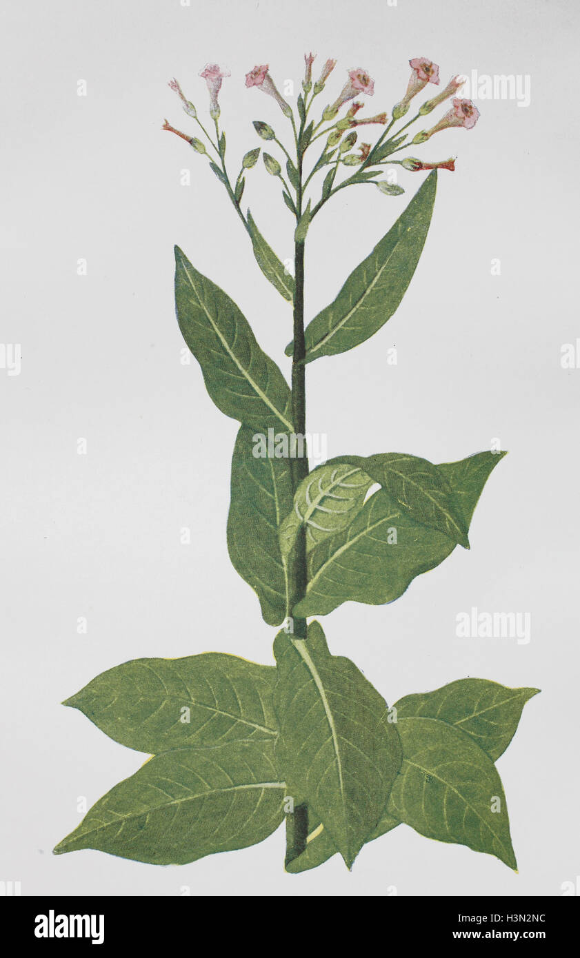 Nicotiana tabacum, or cultivated tobacco, historical illustration, 1880 Stock Photo