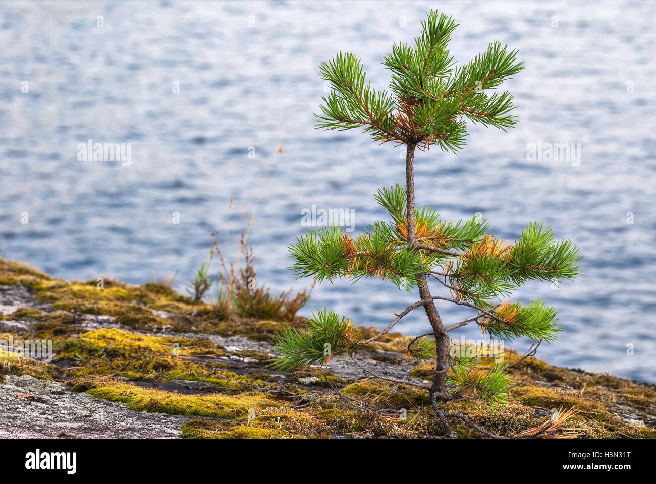 A small pine growing on the rocky shore of the lake on a background of blue water. Stock Photo