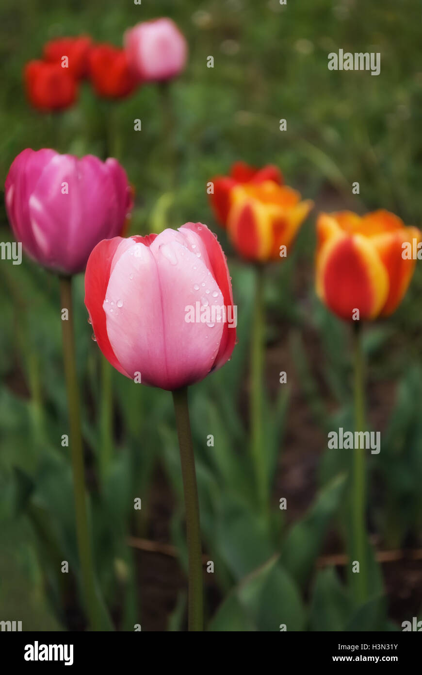 Pink tulip buds hi-res stock photography and images - Alamy