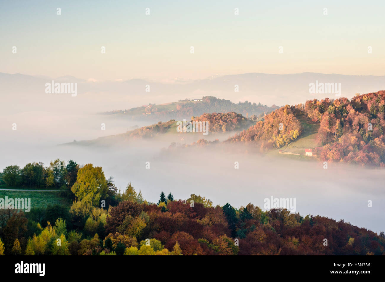 Kitzeck im Sausal (Südsteirisches Weinland): Vineyard in the mist at sunrise, Südwest-Steiermark, Steiermark, Styria, Austria Stock Photo