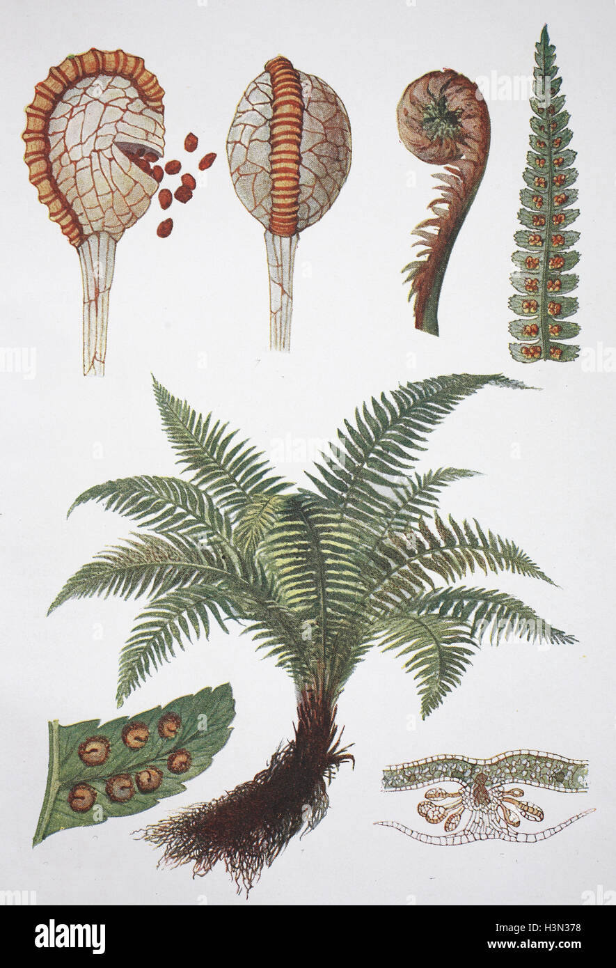 wood fern, male fern, Dryopteris filix-mas, historical illustration, 1880 Stock Photo