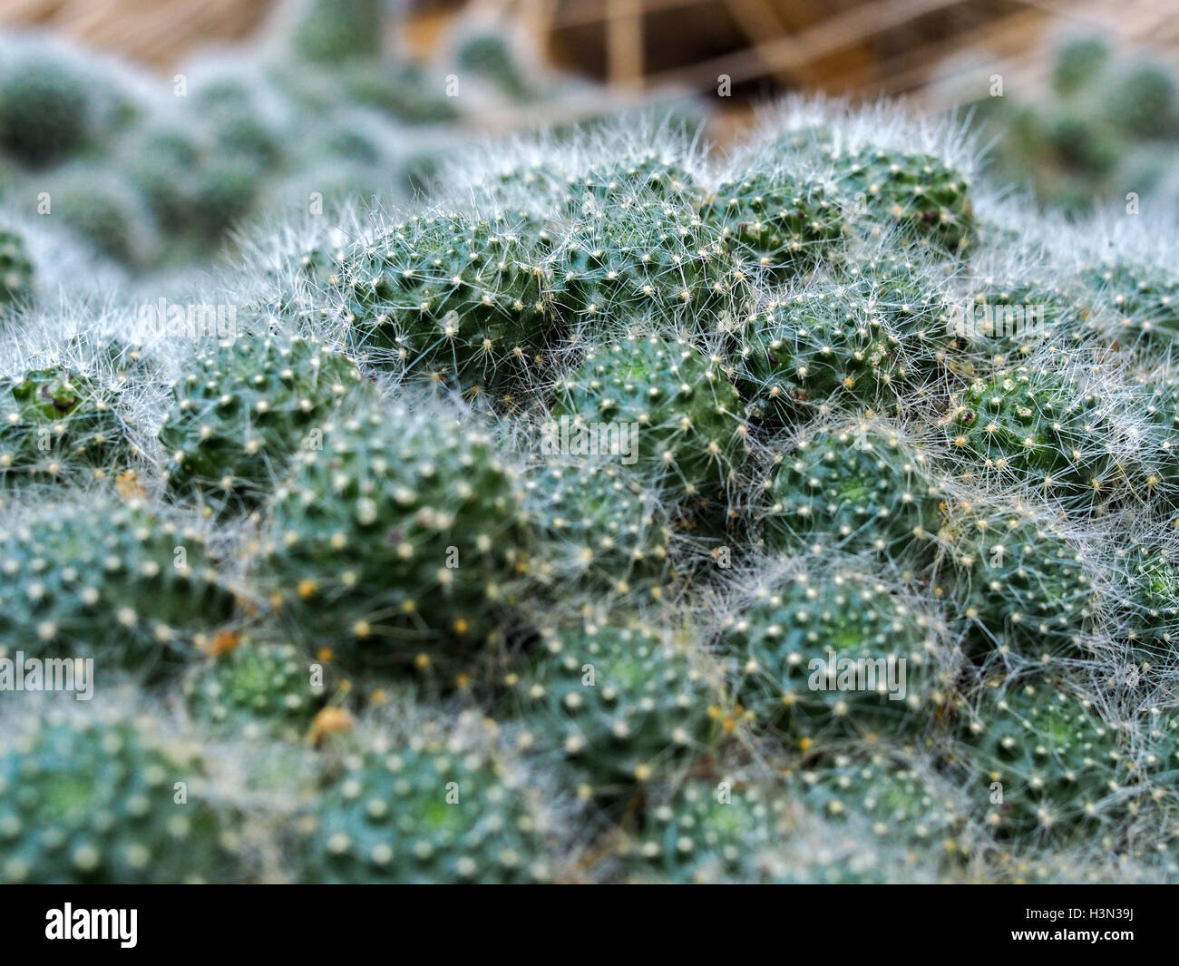 Rebutia Cactus (Rebutia albiflora) Stock Photo