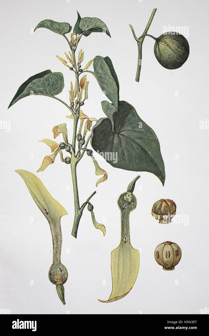 Aristolochia clematitis, the European birthwort, historical illustration, 1880 Stock Photo