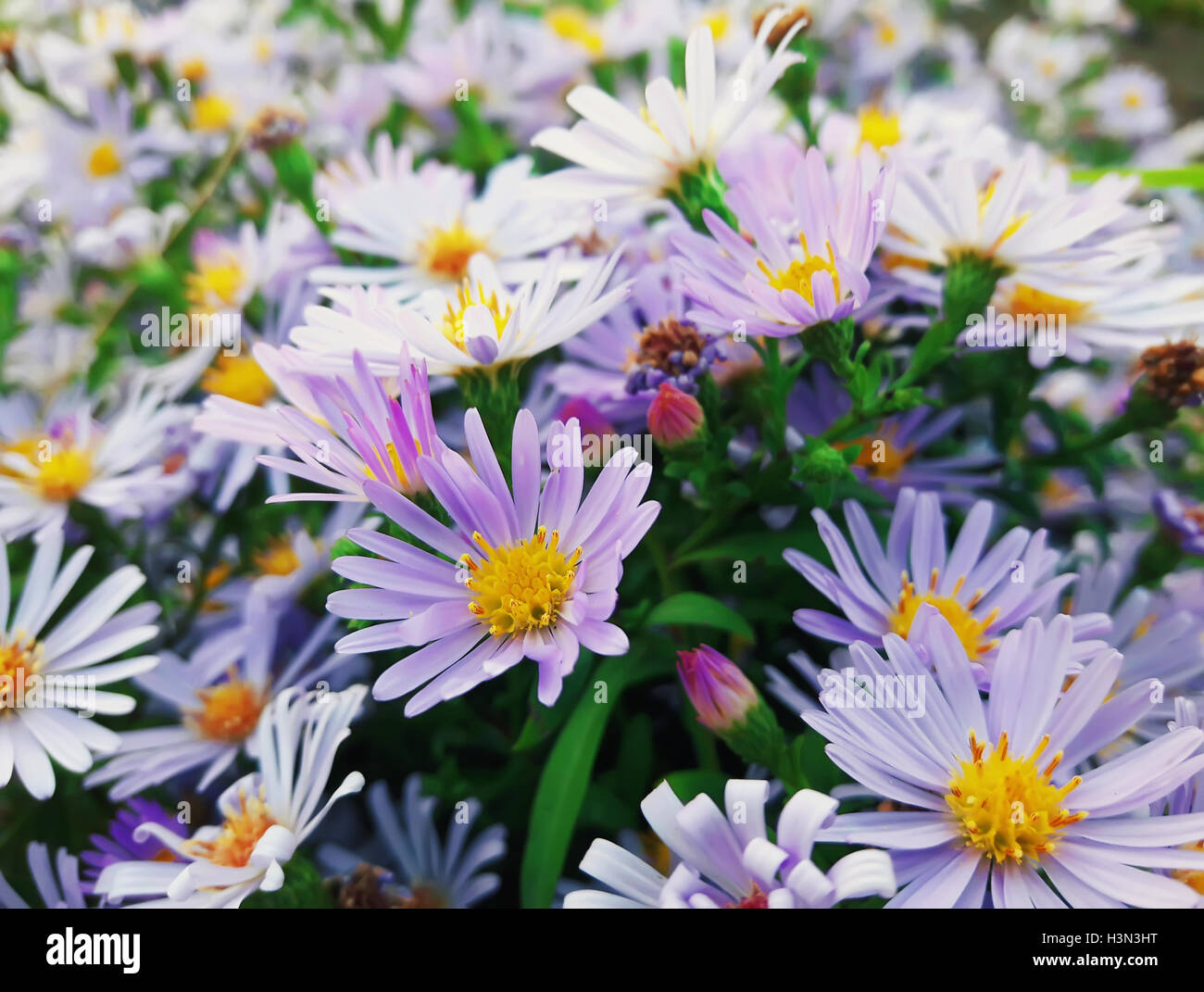 Purple flowers in nature background Stock Photo - Alamy