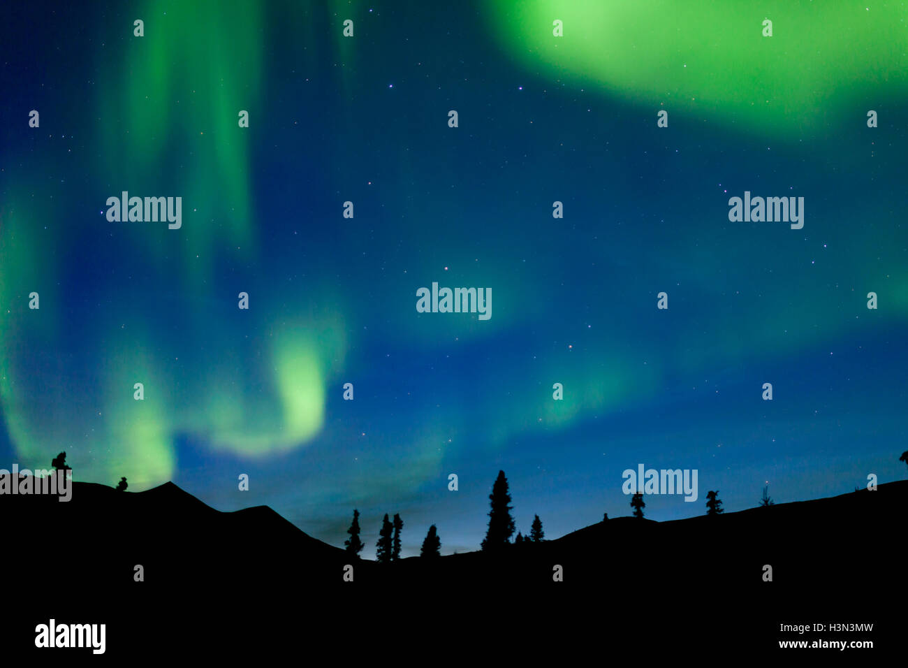 Dancing northern lights spruce taiga Yukon Canada Stock Photo - Alamy