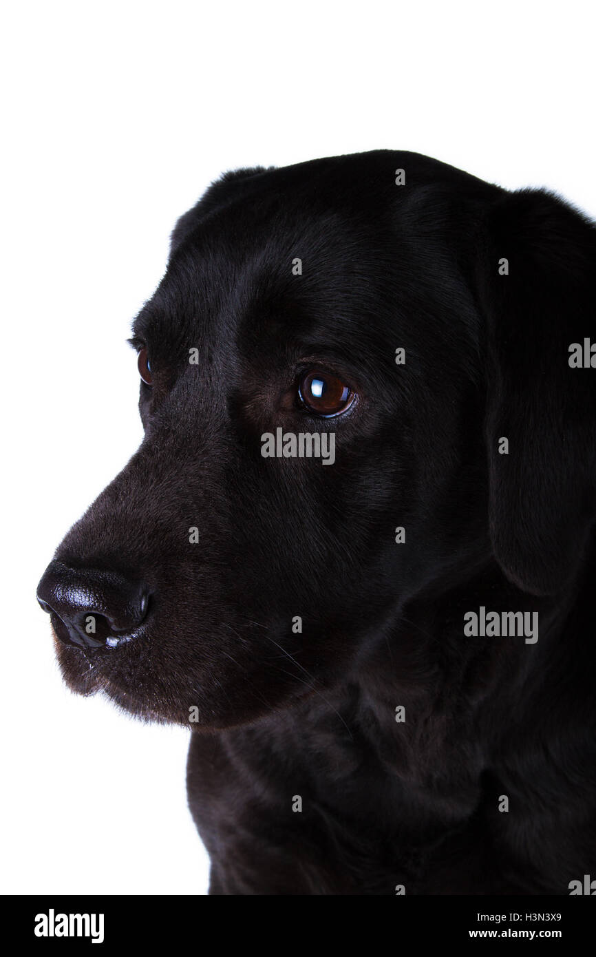 Isolated black labrador hi-res stock photography and images - Alamy