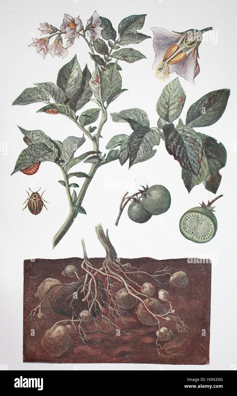 Solanum tuberosum, Potato, historical illustration, 1880 Stock Photo