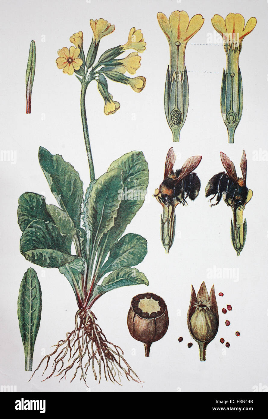 Primula veris, cowslip, common cowslip, cowslip primrose, historical illustration, 1880 Stock Photo