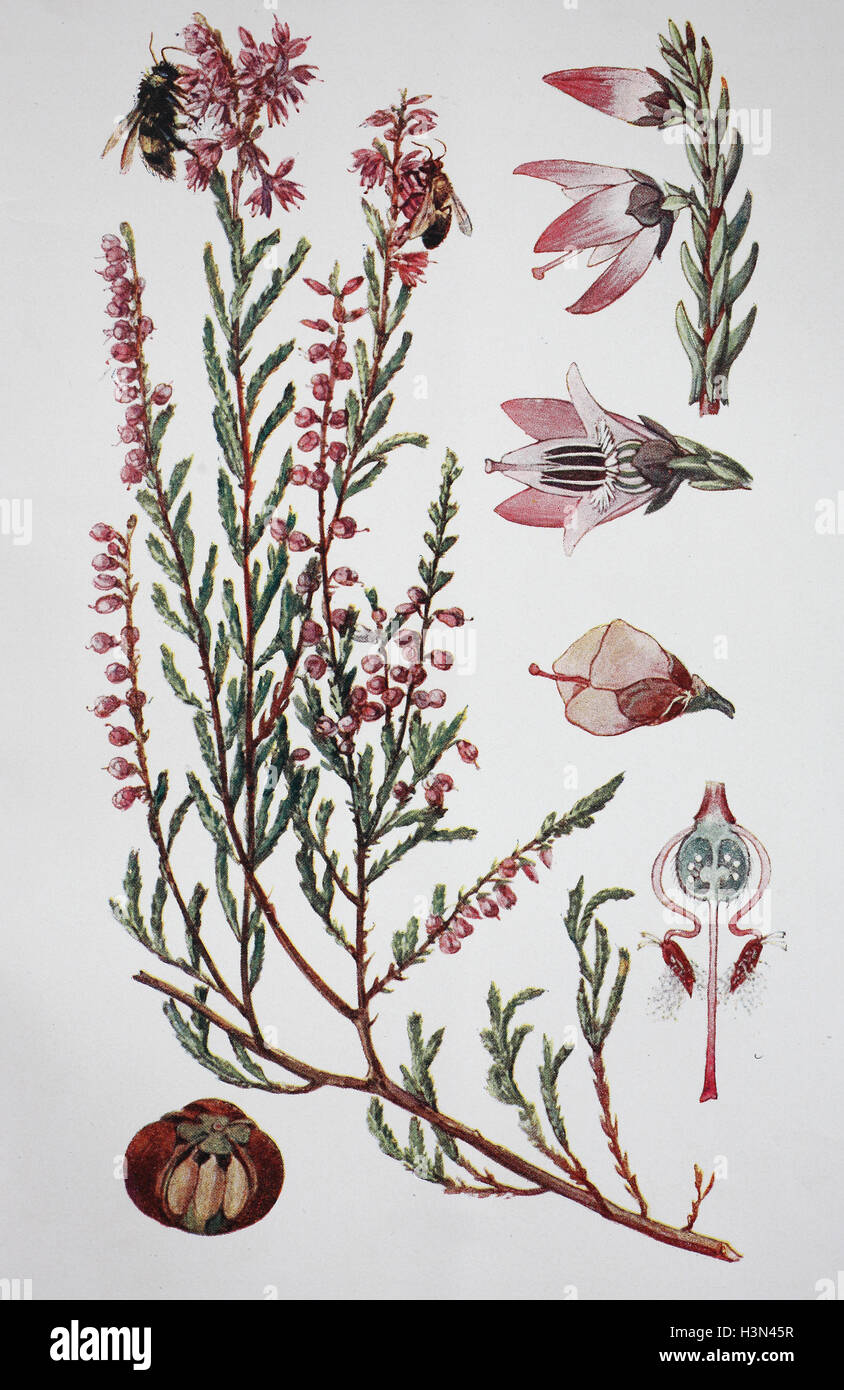 Calluna vulgaris, common heather, historical illustration, 1880 Stock Photo