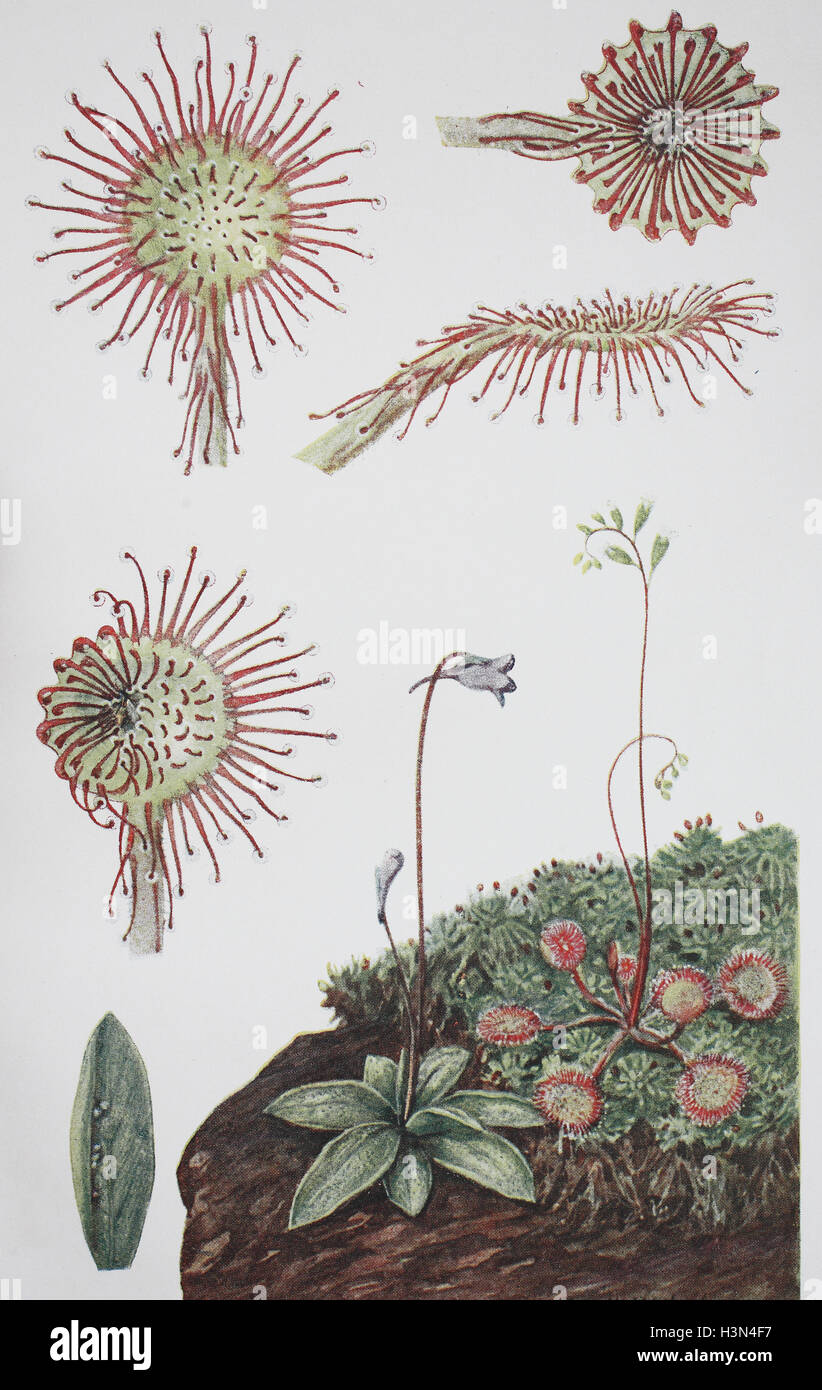 Drosera rotundifolia, round-leaved sundew, common sundew and Pinguicula vulgaris, the common butterwort, historical illustration, 1880 Stock Photo