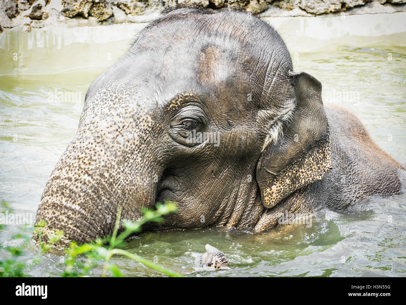 Elephant taking a refreshing dip in the water. Animal theme. Beauty in ...