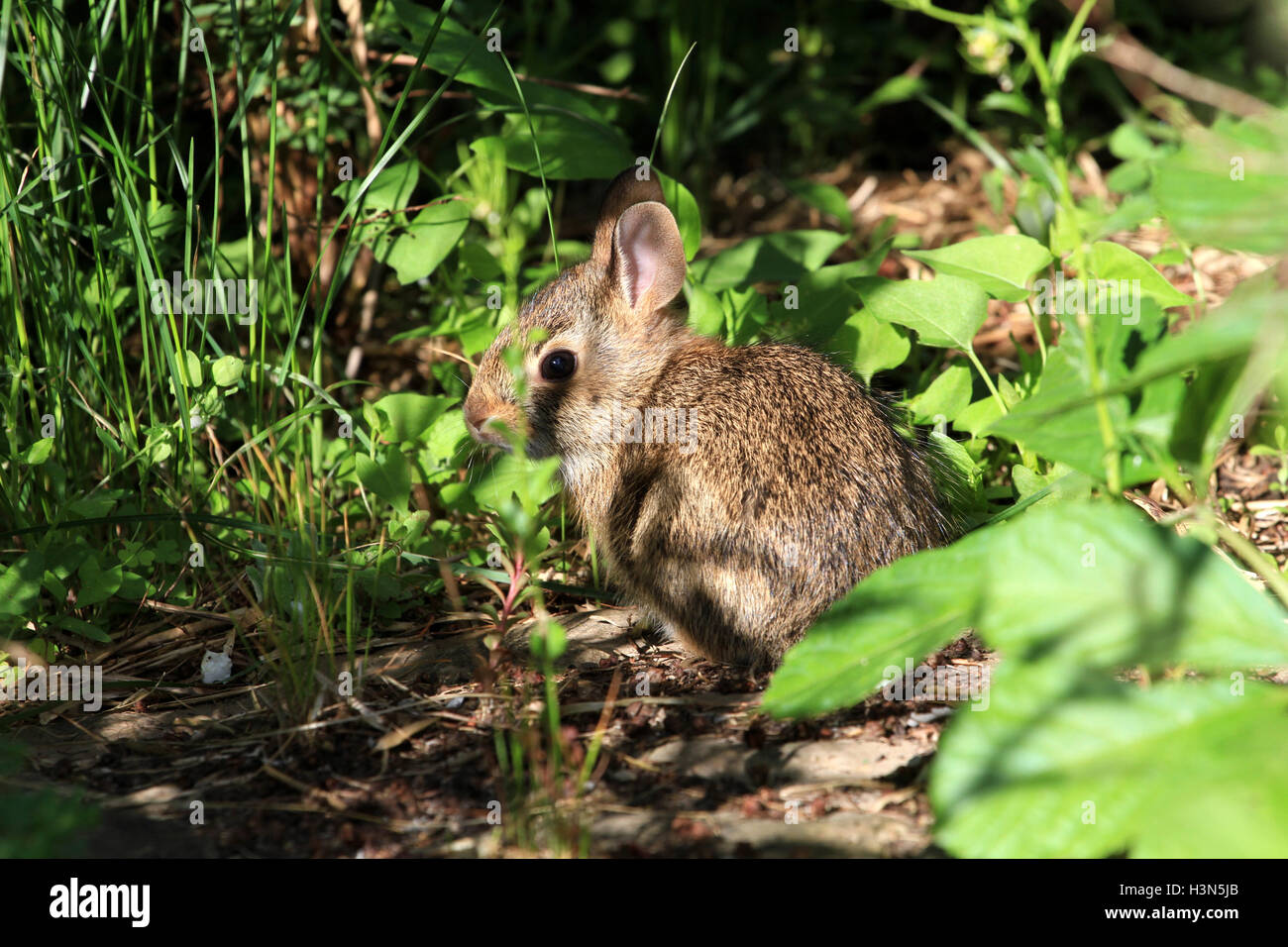 Young Cotton-tail Rabbit Stock Photo