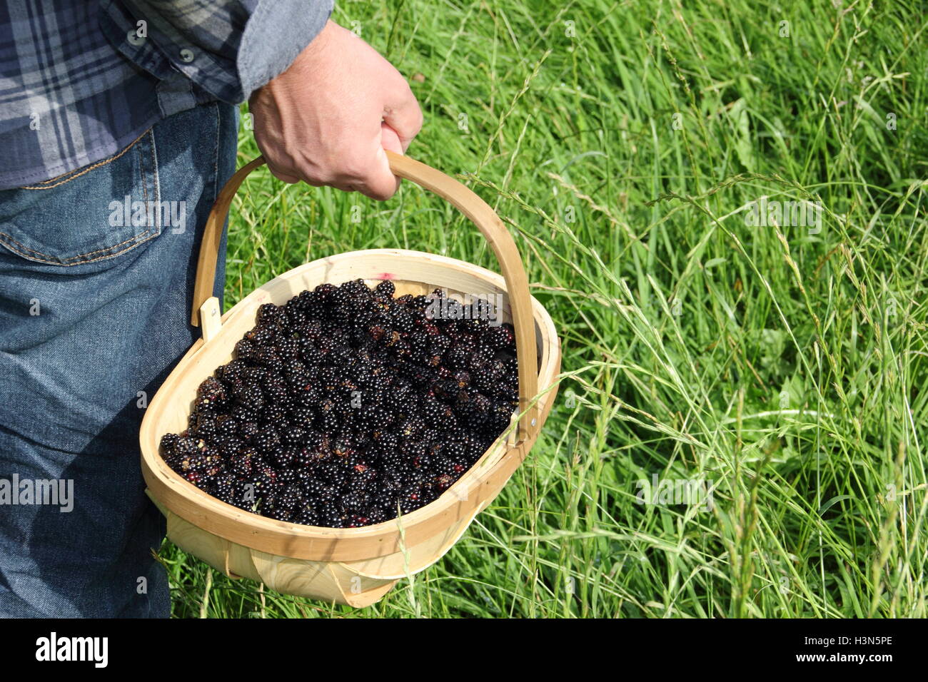 A trug filled with freshly picked hedgerow blackberries is carried in the English countryside on a fine September day - RELEASED Stock Photo