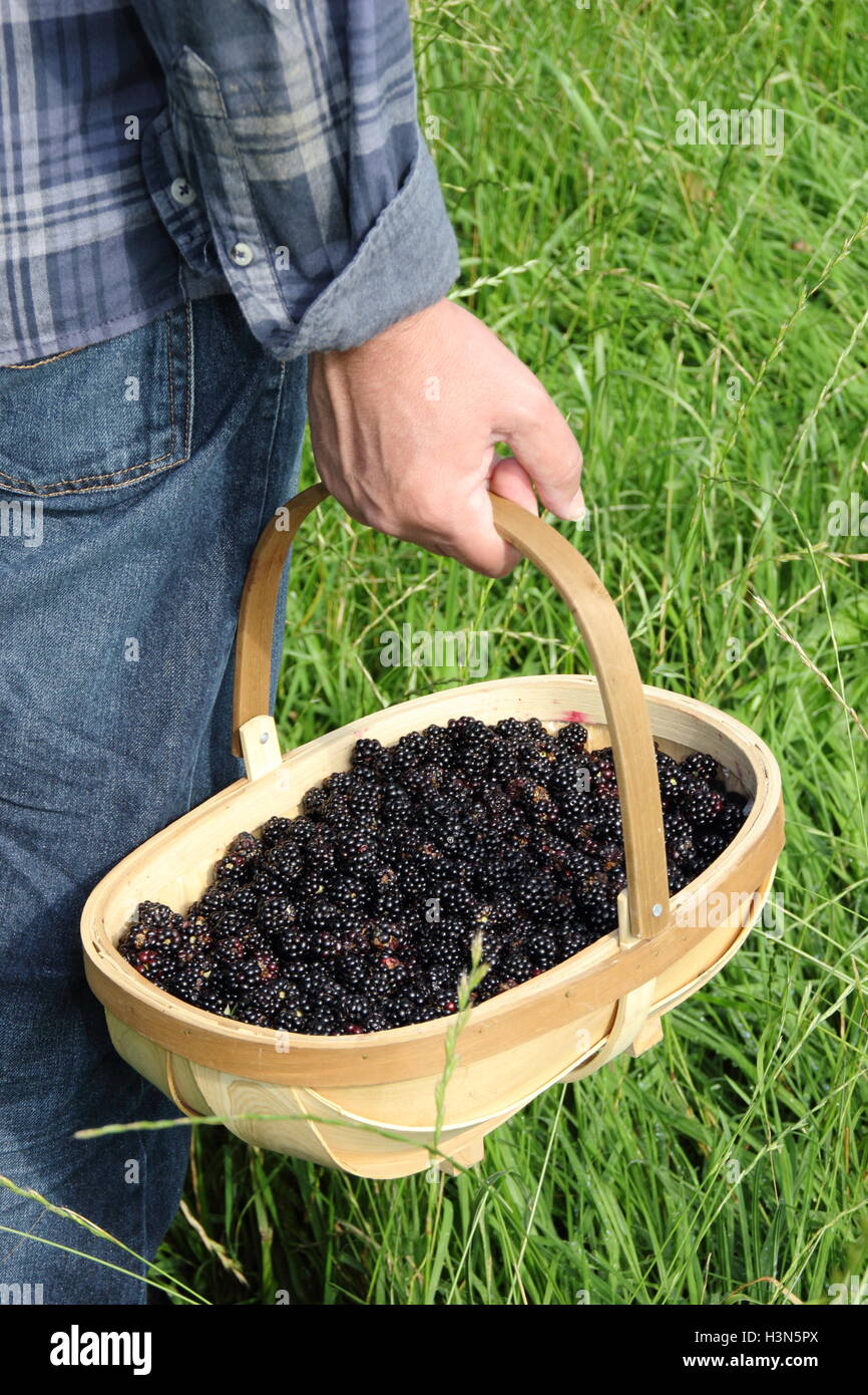 A trug filled with freshly picked hedgerow blackberries is carried in the English countryside on a fine September day - RELEASED Stock Photo