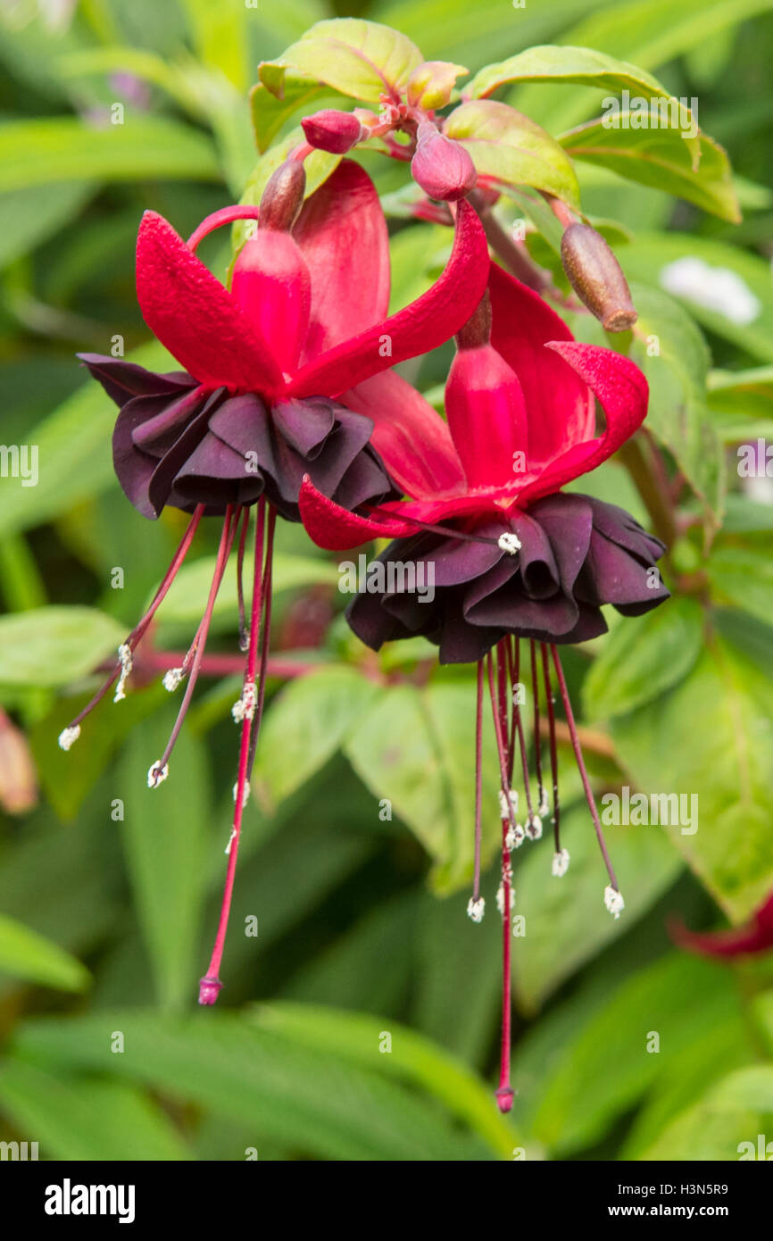 Fuchsia 'Lady in Black' Stock Photo