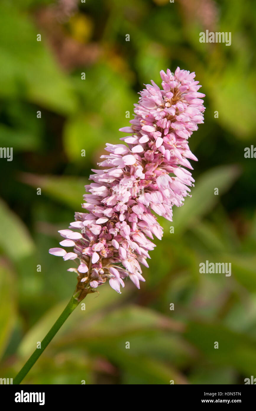 Persicaria bistorta, Pink Poker Flower Stock Photo