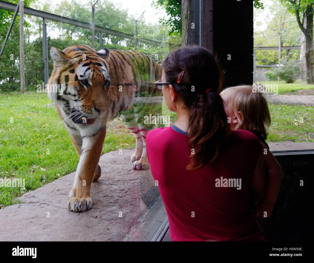 The Siberian tiger in Granby Zoo looking at people behind the glass, Quebec, Canada Stock Photo