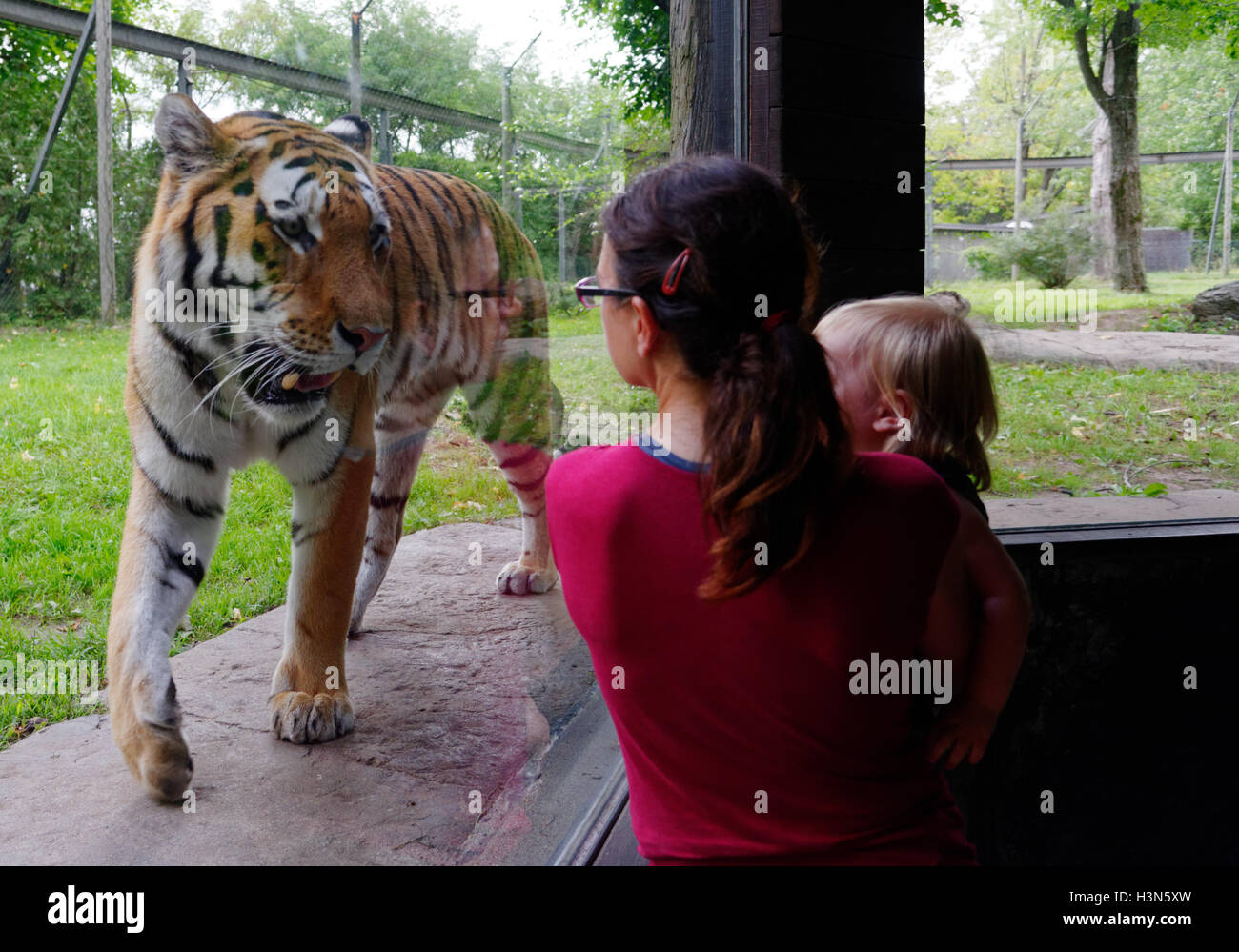 The Siberian tiger in Granby Zoo looking at people behind the glass, Quebec, Canada Stock Photo