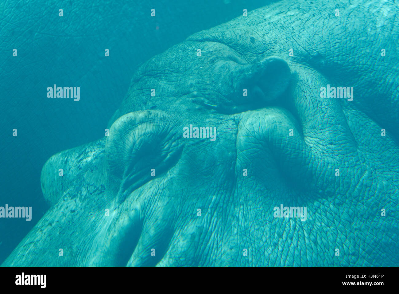 A hippo's eyes and ears underwater Stock Photo