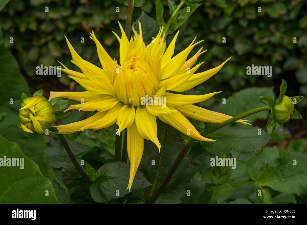 Lakeland landscape photography hires stock photography and images Alamy