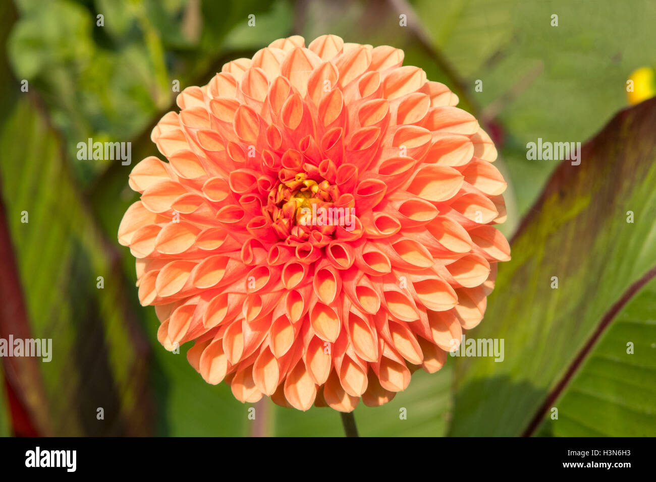 Dahlia ‘Audrey Grace’ Stock Photo - Alamy