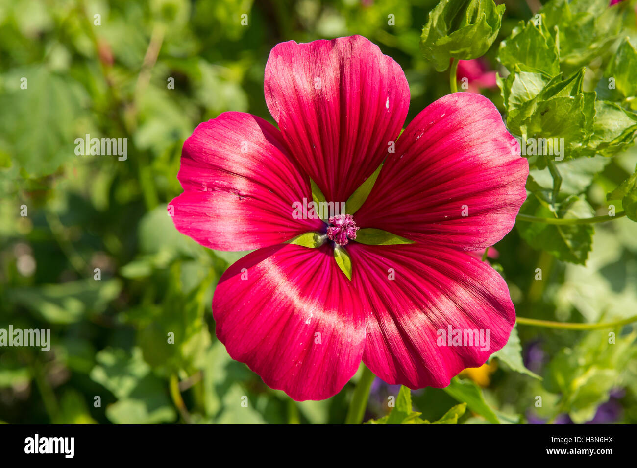 Hibiscus coccinea, Scarlet Rosemallow Stock Photo
